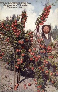 Spokane Washington WA Wagner Apple Tree Strong Orchard c1910 Postcard