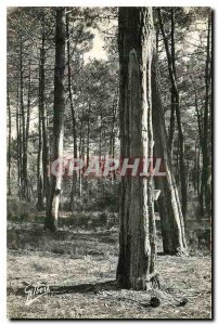 Old Postcard Soulac sur Mer Undergrowth in the Pines