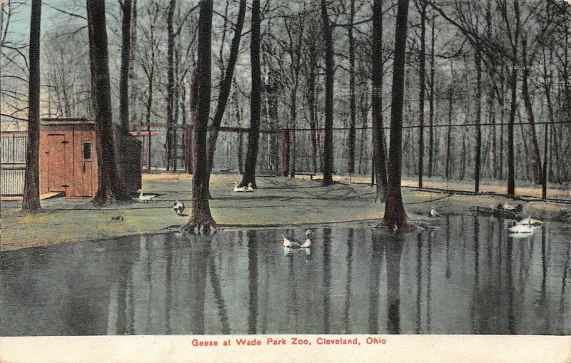 LPS29 Cleveland Ohio Geese at Wade Park Zoo Vintage Postcard 