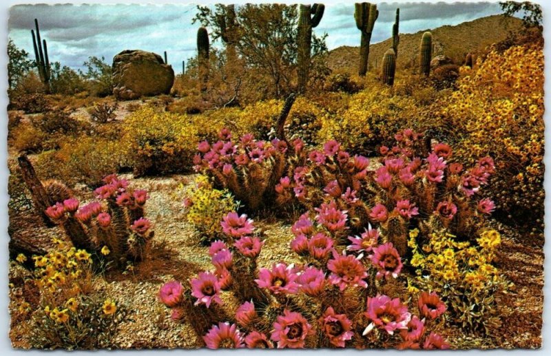 Postcard - Spring In The Heart Of Desertland