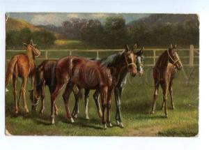 3148502 HORSES in Bridles on Field FOAL by MULLER Vintage PC