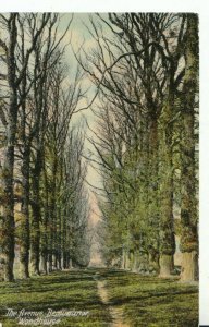 Leicestershire Postcard - The Avenue - Beaumanor - Woodhouse - Ref TZ1264
