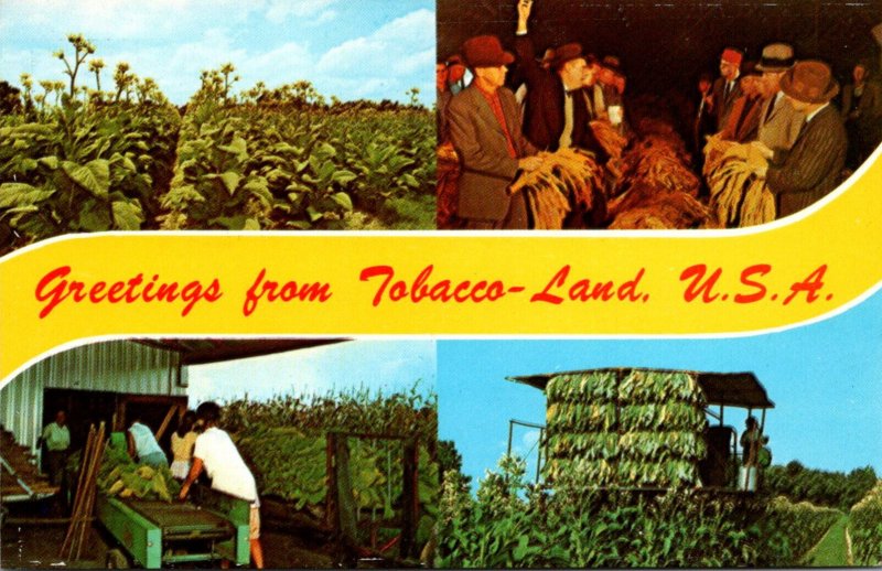 Greetings From Tobacco-Land U S A With Tobacco Field Tobacco Auction and More