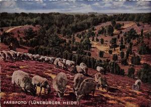 BF38505 luneburger heide  painting mallerisches idyl sheep mouton animal animaux