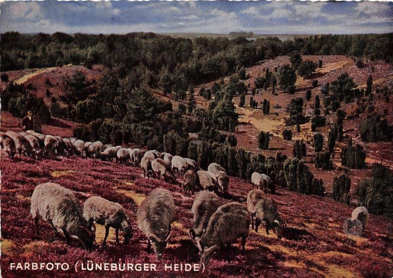 BF38505 luneburger heide  painting mallerisches idyl sheep mouton animal animaux