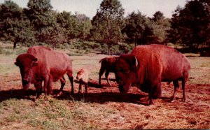 New York Catskill Game Farm American Bison Or Buffalo