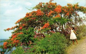 CPM The island in bloom: Flaming and boug.-trees MARTINIQUE (871762)