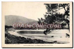 Old Postcard The Cavalaire Beach and maritime pines