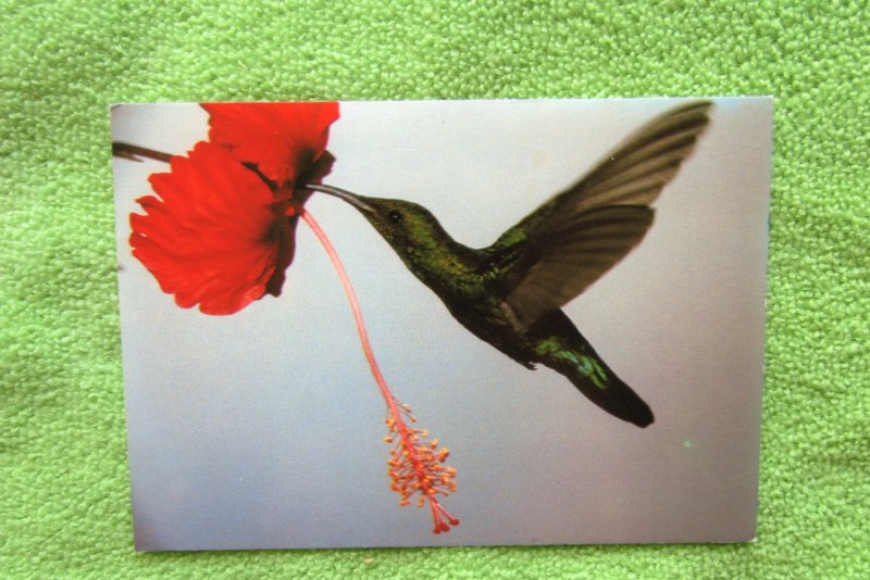 Hummingbird Avian Postcard Nature's Grandeur Le Colibri With Flower