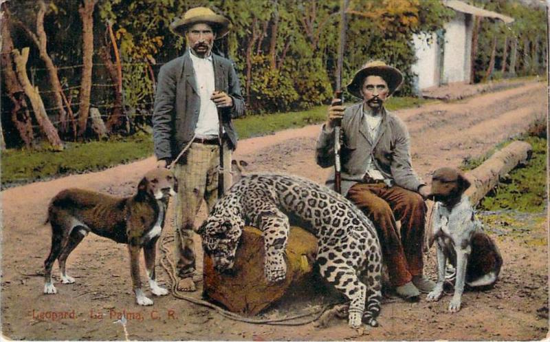 Costa Rica - Leopard (chasse au léopard, chasseurs, chiens et fusils)