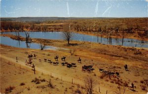 Hearding Cows  