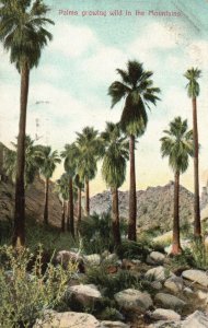 Vintage Postcard 1909 Palms Growing Wild In The Mountain New Man Post Card