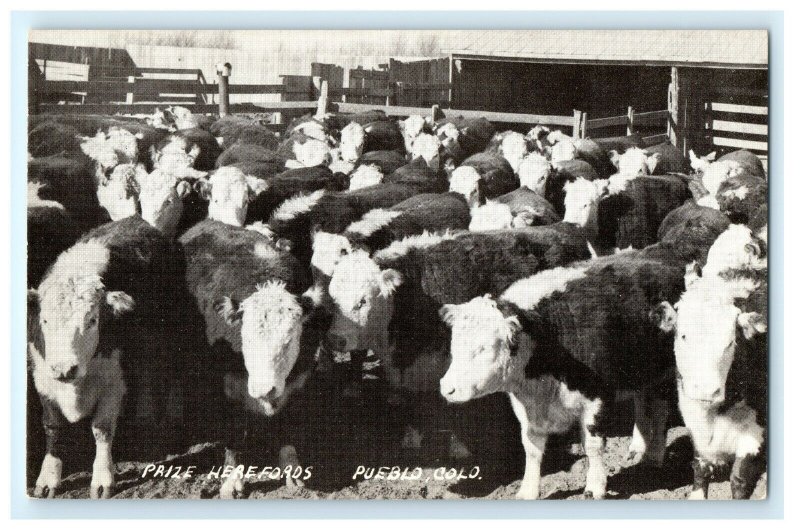 Prize Herefords Cattle Pueblo CO Colorado Postcard (BL13)