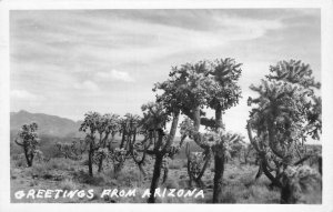 RPPC Greetings From Arizona Desert Scene c1940s Vintage Photo Postcard