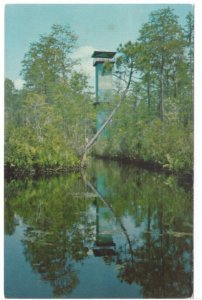 Observation Tower, Okefenokee Swamp, Waycross, Georgia, Vintage Chrome Postcard