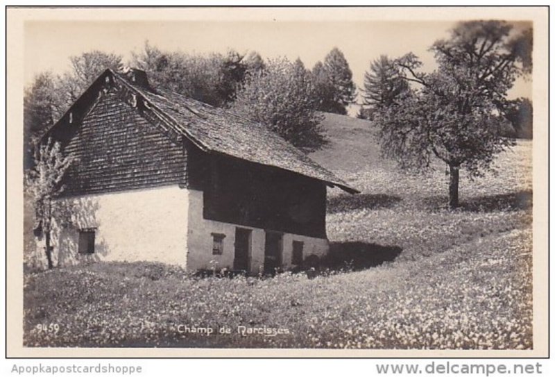 Switzerland Champ de Narcisses Real Photo