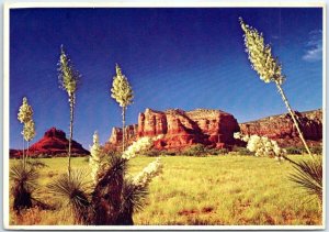 M-88336 Yucca Or Spanish Bayonet Sedona Arizona