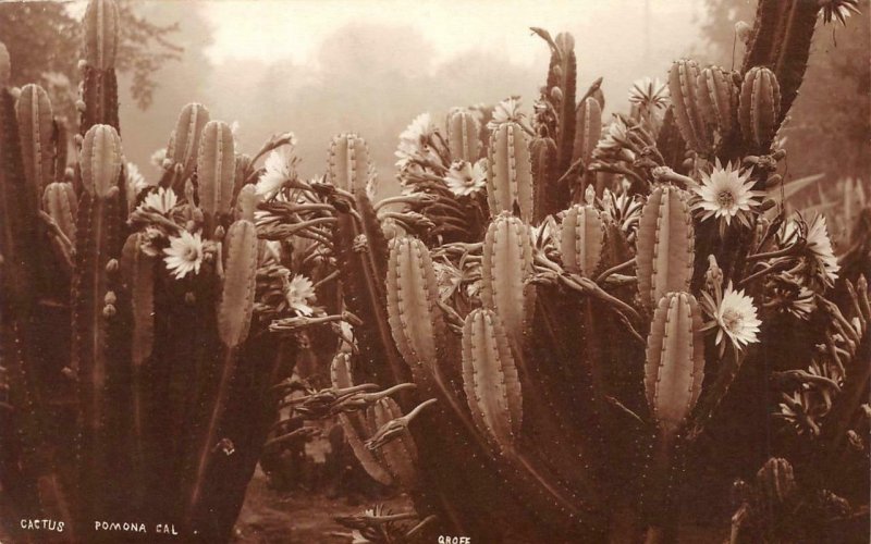 RPPC Cactus, Pomona, CA Cacti Groff Desert Real Photo c1910s Vintage Postcard
