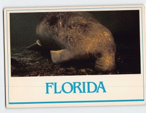 Postcard Florida Manatee, Florida