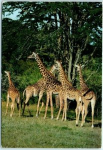 M-12543 Giraffes African Wildlife East Africa