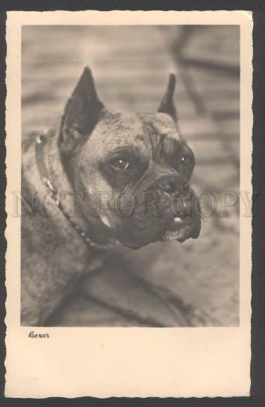 109446 Nice BOXER Dog w/ Collar Vintage PHOTO PC