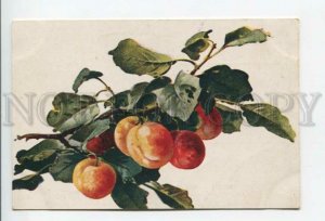 432329 Ñatherine Klein peaches on the tree Vintage RAZSVET Kiev postcard