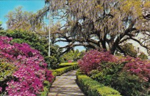 Louisiana Baton Rouge Beautiful Flowers In The Capitol Gardens