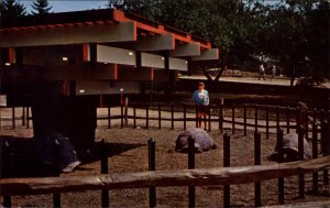 Hudson Center NH Benton Wild Animal Farm Turtles 1950s-60s Vintage Postcard