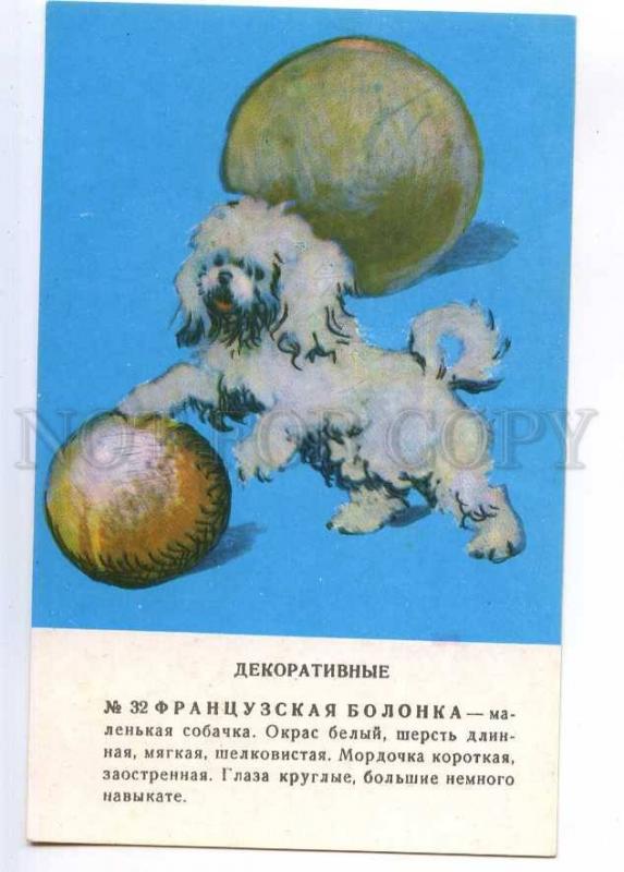 237237 Bolognese Dog by Glikman old russian card