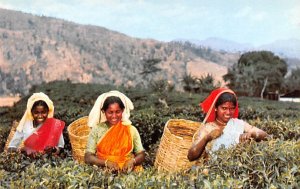 Tea Pluckers Ceylon, Ceylan Unused 