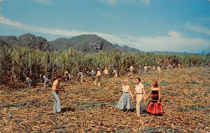 Sugar Can Cutting Puerto Rico Occupation Unused 