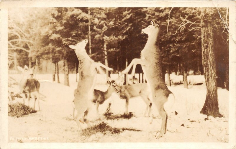 F83/ Holm Lodge Wyoming Postcard RPPC Deer Family Quarrel