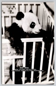 RPPC Giant Panda Chicago Zoological Park  Brookfield Illinois Postcard G26