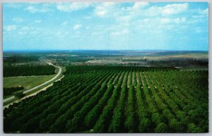 Vtg Clermont Florida FL Citrus Groves looking north from Citrus Tower Postcard