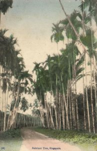 PC CPA SINGAPORE, RETLENUT TREE, Vintage Postcard (b18718)
