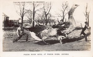 J83/ Pigeon River Ontario RPPC Postcard Exaggeration Comic Geese 155