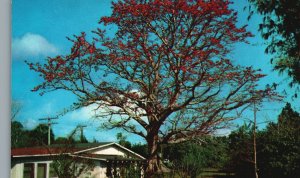 Vintage Postcard The Famous Kapok Tree Bombax Malabaricum Clearwater Florida