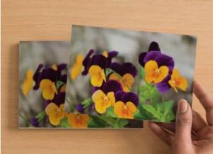 Handmade Postcard Set of 6, Close Up Of Cluster Of Purple And Yellow Pansies