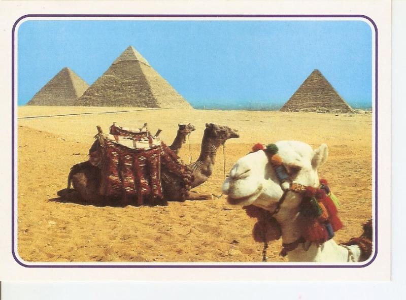 Postal 027827 : Giza-The Pyramids, Egypt