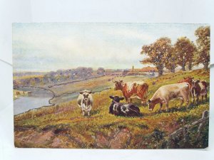 English Countryside Cows by River Vintage Glittery Sparkly Postcard Early 1900s