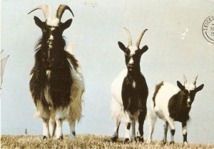 Animal. Bagot Goats Nice modern English photo postcard