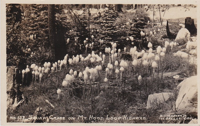 Oregon Squaw Grass On Mount Hood Real Photo