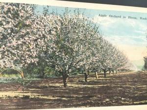 Postcard Apple Orchard in Bloom in  Washington.  T2