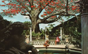 Vintage Postcard The Kapok Tree From India Blooms In February Clearwater Florida