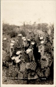 RPPC Arizona Prickly Pear Cactus Real Photo Postcard V15