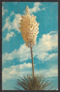 US - Yucca In Bloom - (MX-035)