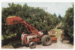CITRUS HARVEST with TRACTOR - FLORIDA postcard - c1960s