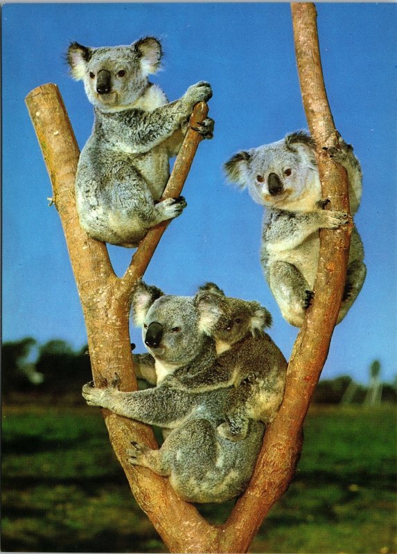 VINTAGE CONTINENTAL SIZE POSTCARD KOALA FAMILY