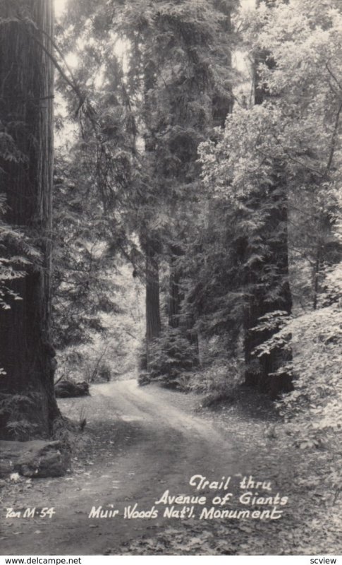 RP: Trail thru Avenue of Giants , MUIR Woods , California , 30-40s ; ZAN M-54