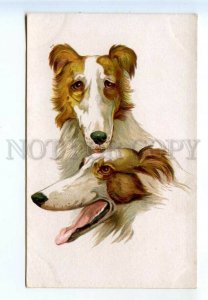 521856 HUNT Dog BORZOI Vintage postcard KT RUSSIA